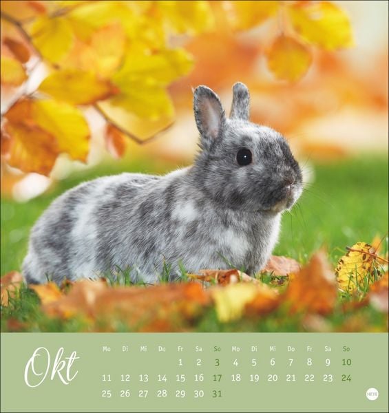 Produktbild: S&uuml;&szlig;e Kaninchen Postkartenkalender 2027
