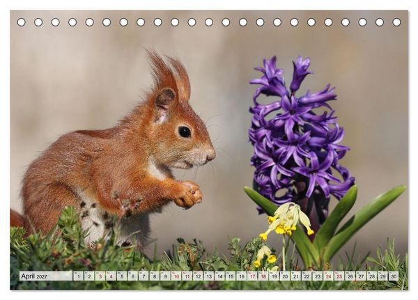 Produktbild: Eichh&ouml;rnchen - Kleine Fotomodelle mit gro&szlig;em Charme (Tischkalender 2027 DIN A5 quer), CALVENDO Monatskalender