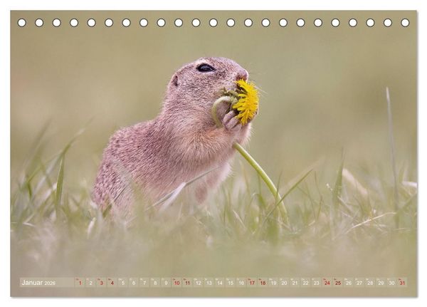 Produktbild: Zauberhafte Ziesel (Tischkalender 2026 DIN A5 quer), CALVENDO Monatskalender
