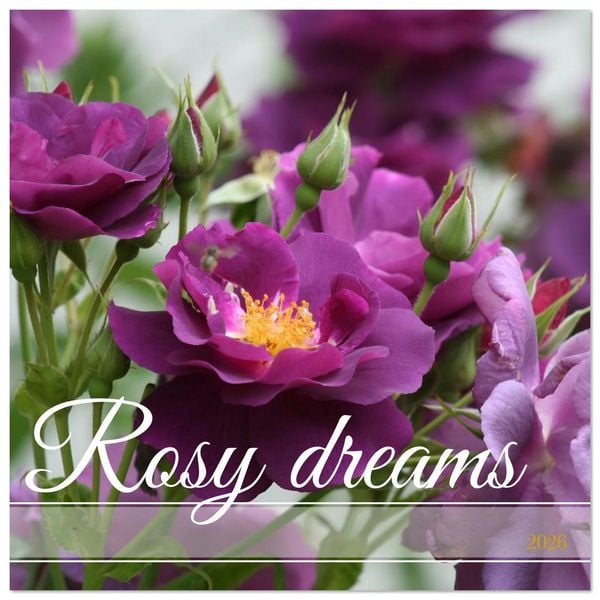 Rosy dreams (Wall Calendar 2026 12 × 12 Inch) CALVENDO 12 Month Wall Calendar