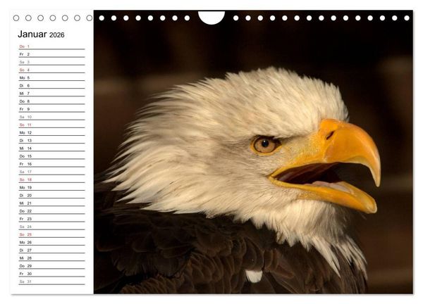 Produktbild: Der Wei&szlig;kopfseeadler (Wandkalender 2026 DIN A4 quer), CALVENDO Monatskalender
