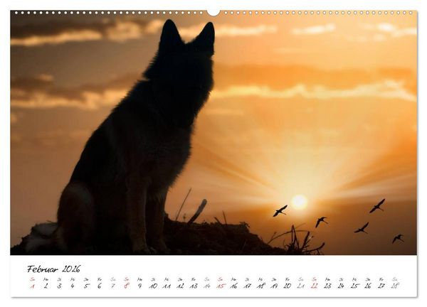 Produktbild: Deutsche Sch&auml;ferhunde - Senioren auf vier Pfoten (Wandkalender 2026 DIN A2 quer), CALVENDO Monatskalender