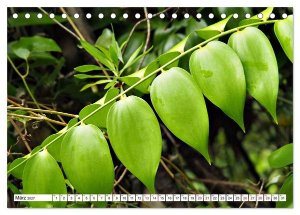 Produktbild: Bl&uuml;tenzauber auf Madeira. Wildblumen und Ziergew&auml;chse (Tischkalender 2027 DIN A5 quer), CALVENDO Monatskalender