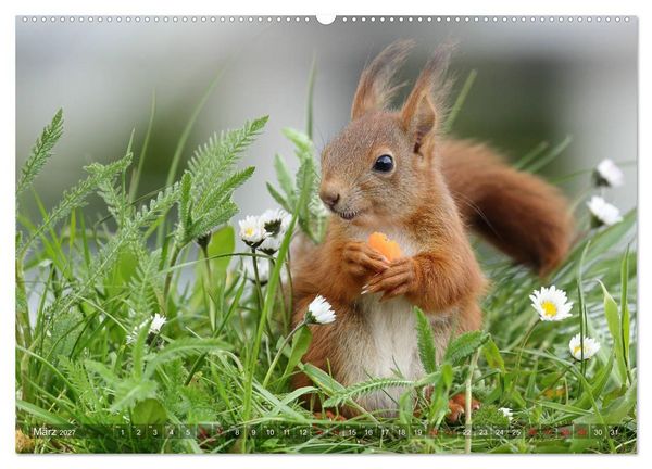 Produktbild: Eichh&ouml;rnchen Luna und ihre Kinder (hochwertiger Premium Wandkalender 2027 DIN A2 quer), Kunstdruck in Hochglanz