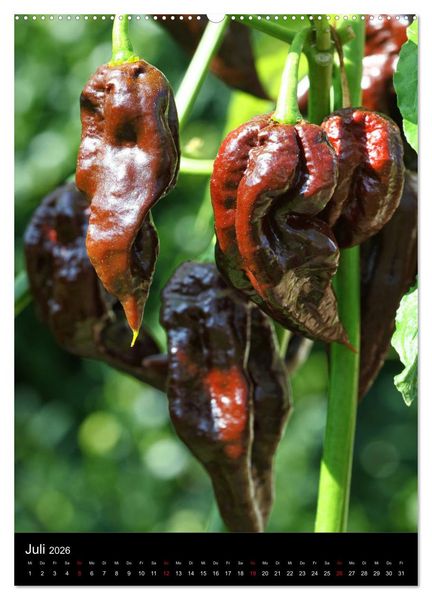 Produktbild: Chilis - H&ouml;llisch scharfe Fr&uuml;chtchen (hochwertiger Premium Wandkalender 2026 DIN A2 hoch), Kunstdruck in Hochglanz