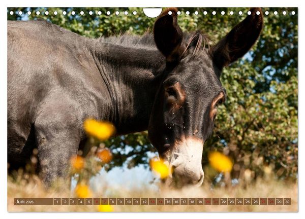 Produktbild: Esel - Sixtus Loreley (Wandkalender 2026 DIN A4 quer), CALVENDO Monatskalender