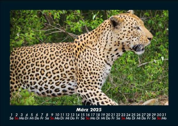 Produktbild: Welt der Tiere 2025 Fotokalender DIN A5