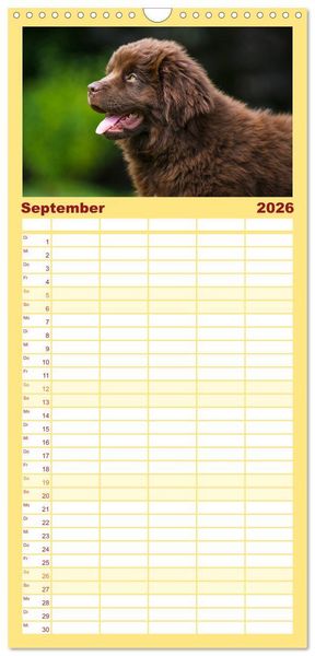 Produktbild: Familienplaner 2026 - Neufundl&auml;nder - Ein b&auml;renstarker Freund mit 5 Spalten (Wandkalender, 21 x 45 cm) CALVENDO