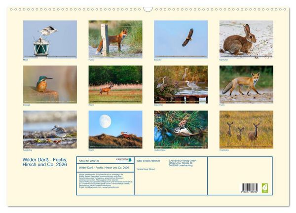 Produktbild: Wilder Dar&szlig; - Fuchs, Hirsch und Co. 2026 (Wandkalender 2026 DIN A2 quer), CALVENDO Monatskalender