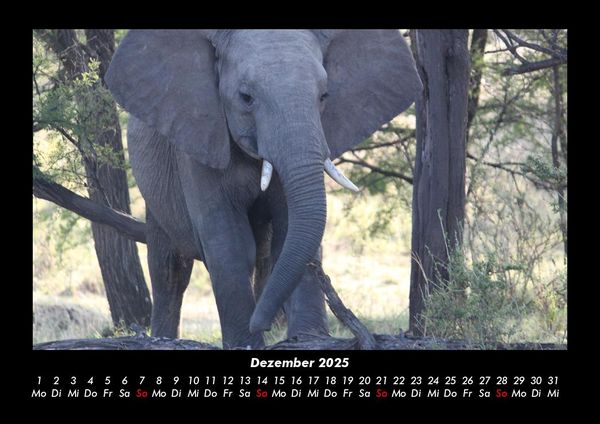 Produktbild: Elefanten - Die sanften Riesen Afrikas 2025 Fotokalender DIN A3
