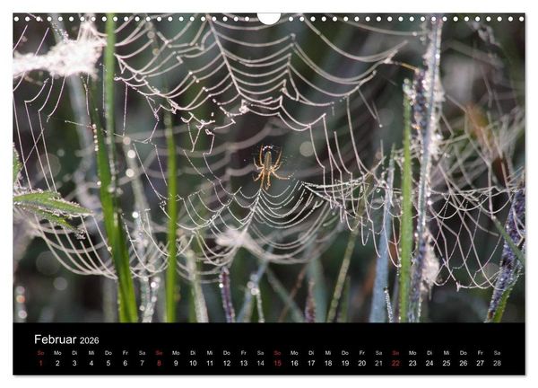 Produktbild: Unsere Spinnen - im Gespr&auml;ch (Wandkalender 2026 DIN A3 quer), CALVENDO Monatskalender
