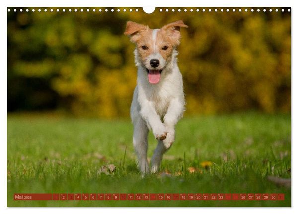 Produktbild: Faszination Hund (Wandkalender 2026 DIN A3 quer), CALVENDO Monatskalender