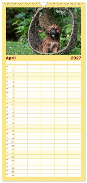 Produktbild: Familienplaner 2027 - Maltipoo Welpen mit 5 Spalten (Wandkalender, 21 x 45 cm) CALVENDO