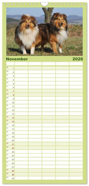 Produktbild: Familienplaner 2026 - Sheltie 2026 mit 5 Spalten (Wandkalender, 21 x 45 cm) CALVENDO
