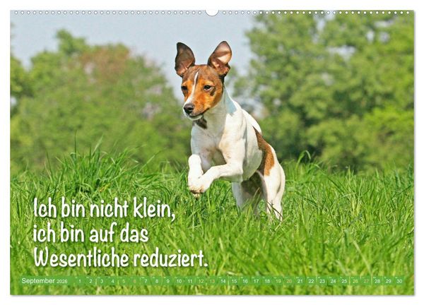 Produktbild: Jack Russell Terrier: Komm spielen (hochwertiger Premium Wandkalender 2026 DIN A2 quer), Kunstdruck in Hochglanz