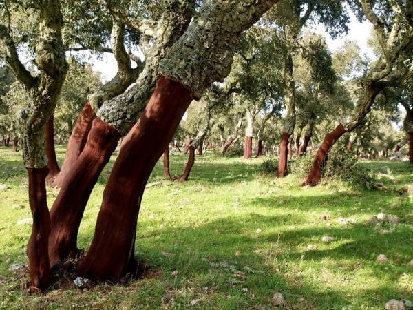 Produktbild: CALVENDO Puzzle Lichter Korkeichenwald auf Sardinien | 1000 Teile Lege-Gr&ouml;&szlig;e 64x48cm Foto-Puzzle f&uuml;r gl&uuml;ckliche Stunden
