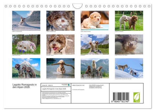 Produktbild: Lagotto Romagnolo in den Alpen 2026 (Wandkalender 2026 DIN A4 quer), CALVENDO Monatskalender