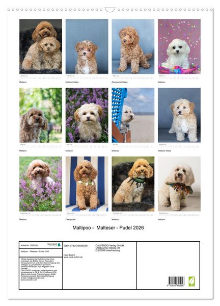 Produktbild: Maltipoo - Malteser - Pudel 2026 (Wandkalender 2026 DIN A2 hoch), CALVENDO Monatskalender