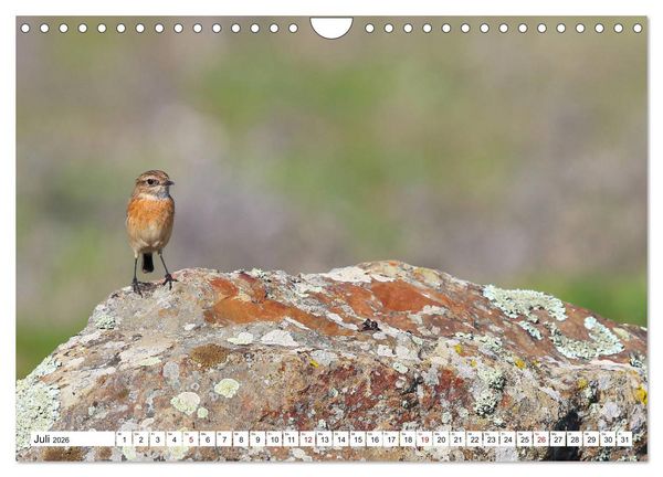 Produktbild: V&ouml;gel in der Extremadura (Wandkalender 2026 DIN A4 quer), CALVENDO Monatskalender