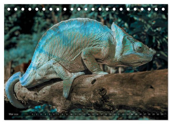 Produktbild: Tierisches Madagaskar (Tischkalender 2026 DIN A5 quer), CALVENDO Monatskalender