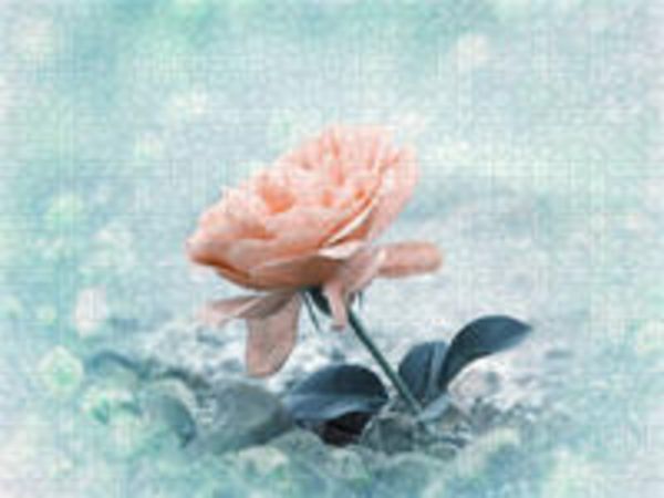 CALVENDO Puzzle Rose am Strand | 2000 Teile Lege-Größe 90x67cm Foto-Puzzle für glückliche Stunden