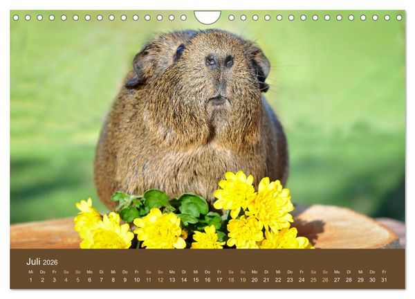 Produktbild: Meerschweinchen Portraits (Wandkalender 2026 DIN A4 quer), CALVENDO Monatskalender