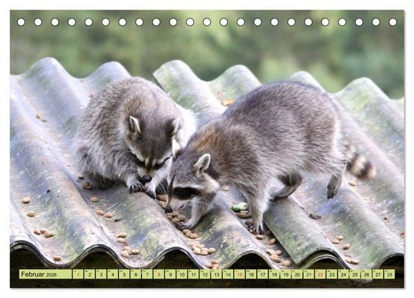 Produktbild: Der Waschb&auml;r - Der Maskentr&auml;ger in unseren W&auml;ldern (Tischkalender 2026 DIN A5 quer), CALVENDO Monatskalender