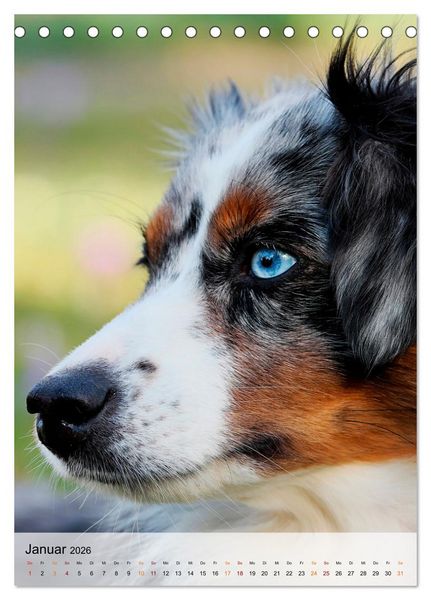 Produktbild: Hunde - treu und ehrlich (Tischkalender 2026 DIN A5 hoch), CALVENDO Monatskalender