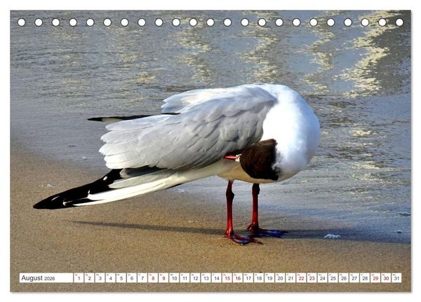 Produktbild: Lachm&ouml;wen an der Ostsee (Tischkalender 2026 DIN A5 quer), CALVENDO Monatskalender