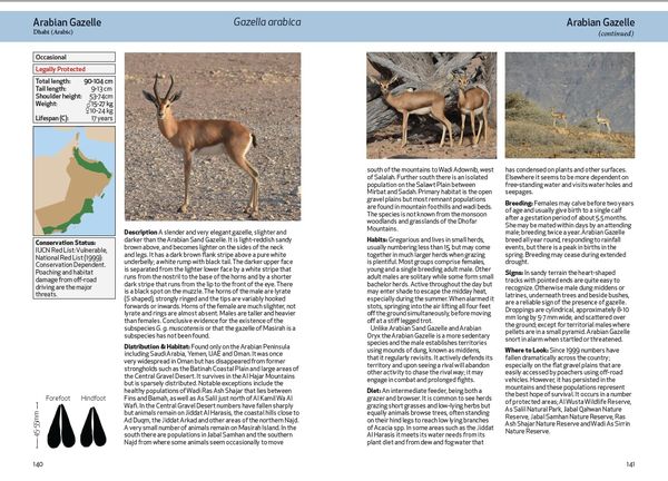 Produktbild: Spalton, A: Field Guide to the Mammals of Oman