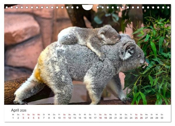 Produktbild: Knuffige Koalab&auml;ren (Wandkalender 2026 DIN A4 quer), CALVENDO Monatskalender