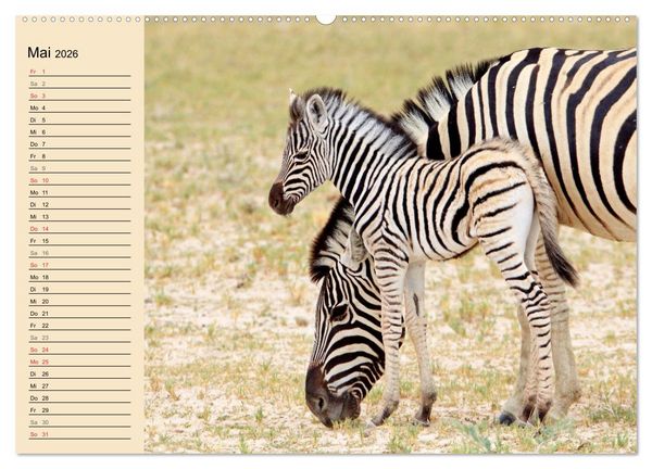 Produktbild: Afrikas wildes Kinderzimmer (Wandkalender 2026 DIN A2 quer), CALVENDO Monatskalender