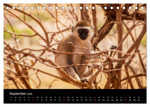 Produktbild: Wildes Afrika (Tischkalender 2026 DIN A5 quer), CALVENDO Monatskalender