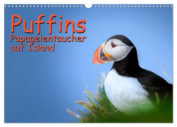 Produktbild: Puffins - Papageientaucher auf Island (Wandkalender 2026 DIN A3 quer), CALVENDO Monatskalender