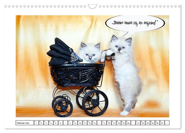 Produktbild: Lustiger Katzenkalender (Wandkalender 2026 DIN A3 quer), CALVENDO Monatskalender