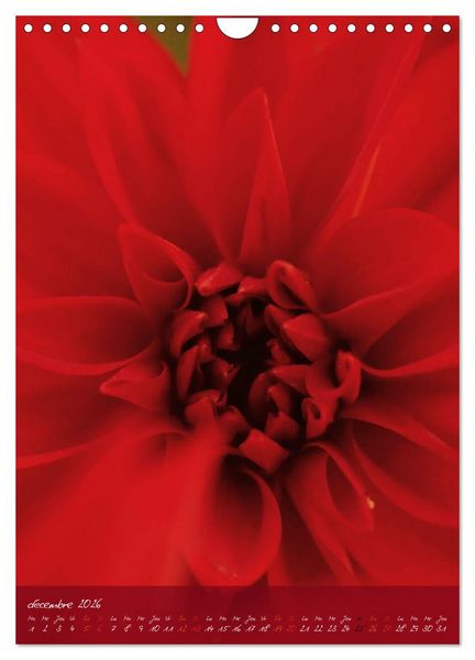 Produktbild: Concordia floralis (Calendrier mural 2026 DIN A4 horizontal), CALVENDO calendrier mensuel