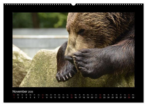 Produktbild: Bitte nicht st&ouml;ren... hier tr&auml;umen Tiere (hochwertiger Premium Wandkalender 2026 DIN A2 quer), Kunstdruck in Hochglanz
