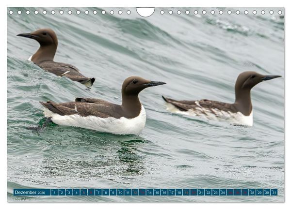 Produktbild: Unsere Vogelvielfalt: Ein Schatz zum Entdecken und Sch&uuml;tzen (Wandkalender 2026 DIN A4 quer), CALVENDO Monatskalender