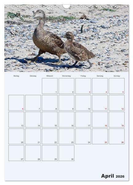 Produktbild: Wildes Leben auf Helgoland (Wandkalender 2026 DIN A3 hoch), CALVENDO Monatskalender