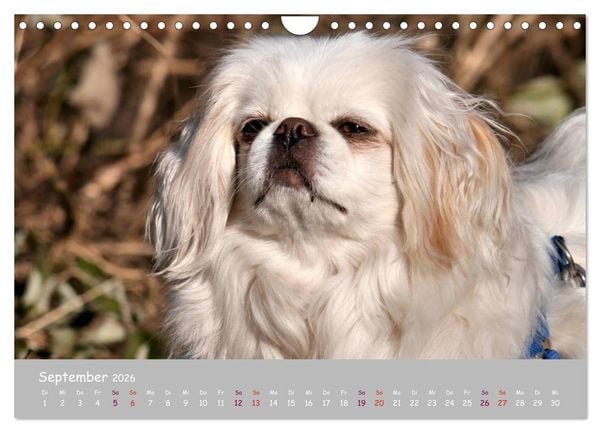 Produktbild: Dein Hund der treue Begleiter (Wandkalender 2026 DIN A4 quer), CALVENDO Monatskalender