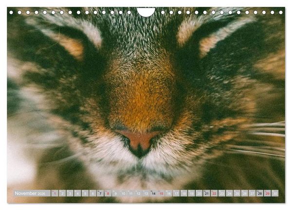 Produktbild: Katzen Pers&ouml;nlichkeiten 2026 (Wandkalender 2026 DIN A4 quer), CALVENDO Monatskalender