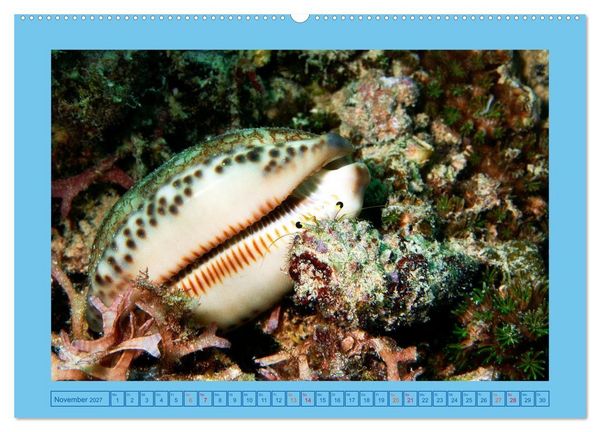 Produktbild: Meeres-Schnecken (hochwertiger Premium Wandkalender 2027 DIN A2 quer), Kunstdruck in Hochglanz