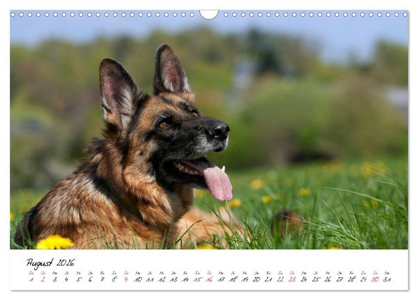 Produktbild: Deutsche Sch&auml;ferhunde - Liebenswerte Graunasen (Wandkalender 2026 DIN A3 quer), CALVENDO Monatskalender
