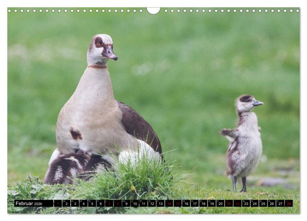Produktbild: Nordhessens Tierkinder (Wandkalender 2026 DIN A3 quer), CALVENDO Monatskalender