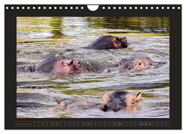 Produktbild: Kenia (Wandkalender 2026 DIN A4 quer), CALVENDO Monatskalender
