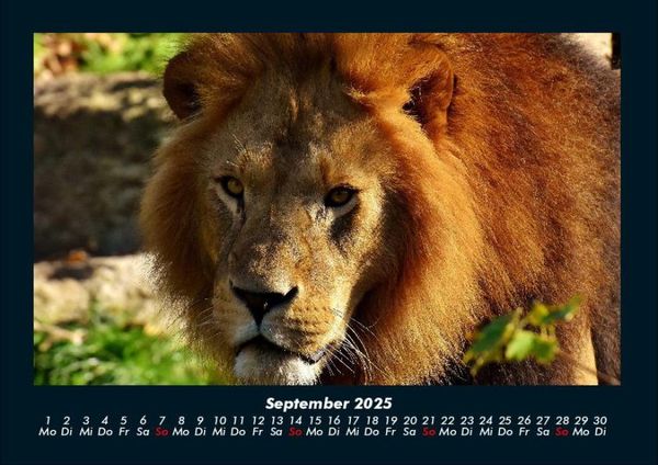 Produktbild: L&ouml;wen in der Wildnis 2025 Fotokalender DIN A4