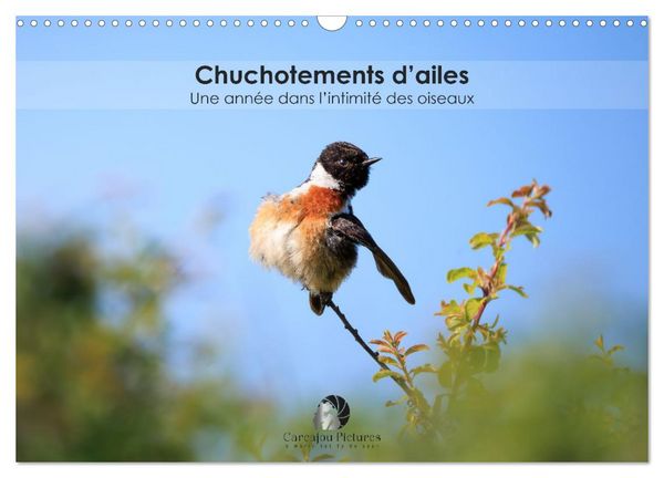 Produktbild: Chuchotements d'ailes - Une ann&eacute;e dans l'intimit&eacute; des oiseaux (Calendrier mural 2026 DIN A3 vertical), CALVENDO calendrier mensuel