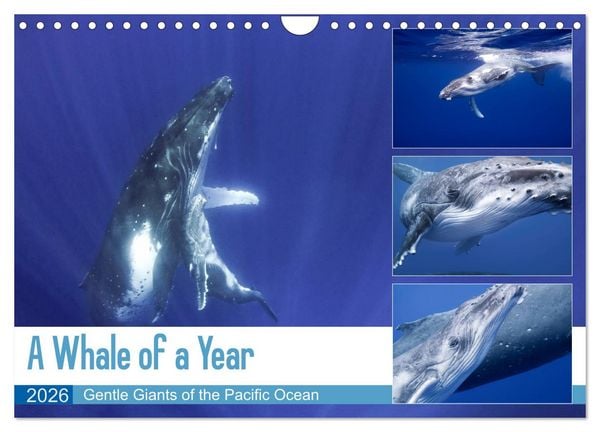Produktbild: A Whale of a Year (Wall Calendar 2026 DIN A4 landscape), CALVENDO 12 Month Wall Calendar