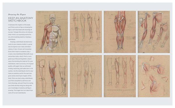 Produktbild: Basic Human Anatomy