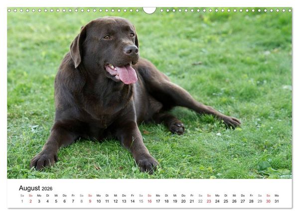 Produktbild: Mein Hundekalender 2026 (Wandkalender 2026 DIN A3 quer), CALVENDO Monatskalender